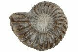 Pliensbachian Ammonite (Amaltheus) Fossil - Germany #262704-1